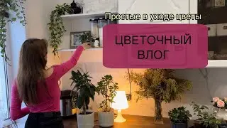 Обзор комнатных растений. Простые в уходе цветы. Спасаю спатифиллум. Каланхое, фикус, молочай.