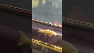 РЫБАЛКА С ПИНОМ!!