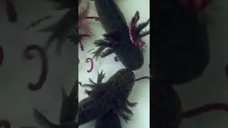 Аксолотли! Мы знаем о них всё, что нужно знать - Подписывайтесь!