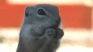 Evil Ground Squirrels