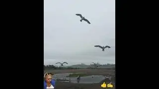 Поспелово остров  Русский