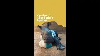 ЧУТЬ НЕ ПОГИБ,ЗАЩИЩАЯ МАТЬ😱