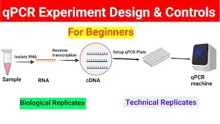 qPCR experiment design | Controls in qPCR | 