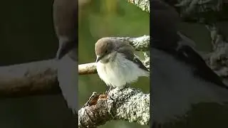 SHORT. Papamoscas gris/Muscicapa striata. #birds #sonidosdelanaturaleza #nature