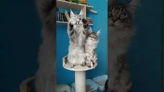 Мои мальчики Бармалей и Афиноген из Полосатой Банды! #cute #catlover #funnycats #cat #mainecoon