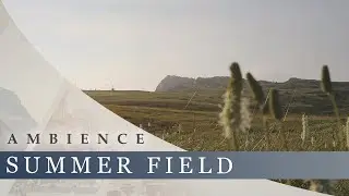 Summer Field - Gentle Breeze, Birds Singing, Fresh Summer's Day