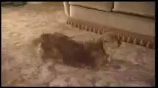 BBC news report dog doing hilarious balancing tricks