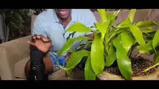 Ins ans Outs of the Limelight Dracena