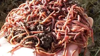 DIY California Worm Farming!!! A Fisherman and Gardener’s Dream!!!