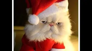 Коты и Новый Год!