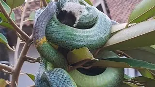 K3J4MNYA ULAR GONYOSOMA!!! Melatih Insting Berburu Ular sebelum Dirilis ke Alam🐍