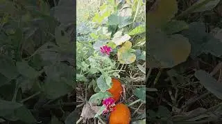 #nature #flowers #pumpkin #naturelovers #permaculture