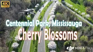 Centennial Park Cherry blossoms 2024
