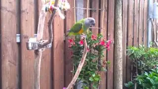 Kiwi the senegal parrot 2