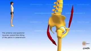 Position of the pelvis.  Lombosacral jonction