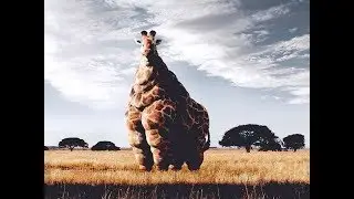 Круглое сафари!