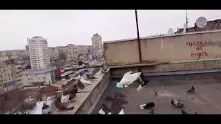 Голуби Игоря Тихонова . Луганск.