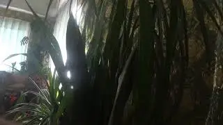 Драцена , уход не нужен , свет и полив .