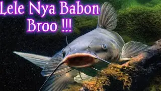 KASIH MAKAN IKAN LELE SUPER GEDE ( JUMBO