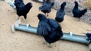 Первое яйцо у молодок Амераукана!! Куры несущие яйцо с голубой скорлупой!!!!