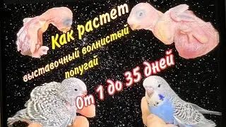 How a show budgerigar grows (Czech) from 1 to 35 days