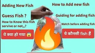 The Ultimate Guide to Adding Fish to Your Aquarium #aquarium 