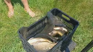 In Iunie la #pescuit pe Lacul Boteni 1, #repopulare cu #crap pentru mentinerea densitatii de #peste