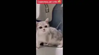 Котики до слёз