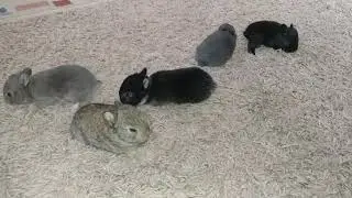 Baby dwarf rabbits