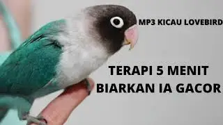 lovebird kicau auto ngekek dan gacor dalam waktu singkat