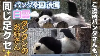 【足短いw】タンタンと同じクセを持つ白雲姉さん💕楽園で暮らすパンダたち【パンダ楽園：後編】2024.1月　Giant Panda Base