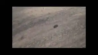 Шаройское охотугодье с.Хакмадой наблюдение за Кабаном