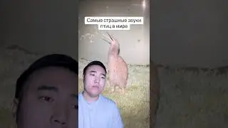 Самые Страшные Звуки Птиц в Мире