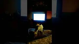 Собаки барабаки #собакиулыбаки #собаки #собакиприколы