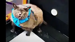 Big Cat Exercising on a Treadmill & Meowing