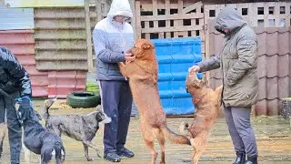 Ливень, уборка и гости