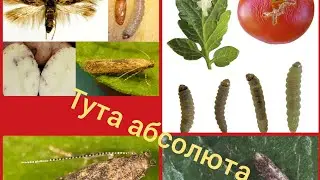 16.Томатный моль (TUTA qurti haqida ma'lumotlar)