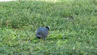 白顶鸽 White-crowned Pigeon　Patagioenas leucocephala