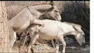 MALE DONKEYSAPUS MEN AND FEMALE DONKEY IN VIDEOS VOLUME 