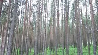 23.06.2021. Россия. Мурманская область. Леса, окружающие Полярные Зори