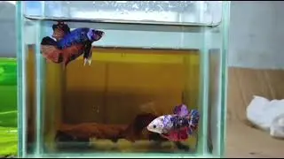BETTA CANDY GALAXY COLLECTION #bettafish #ikanlaga #bettafishbreeding #breeding #fishtank #aquarium