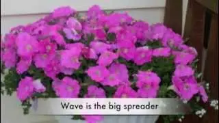 QR Wave™ Petunia