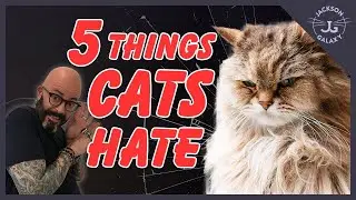 Why Do Cats Hate... | Your Google Questions Answered