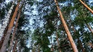 Вековые сосны🌲🌲🌲красивыеее