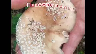 Коллибия лесолюбивая,клавикорона крыночковидная,мухомор серо-розовый.