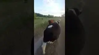 What's the milk news?