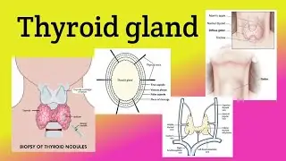 Thyroid Gland || Location, Relations, Blood Supply , Goiter, Thyroidectomy