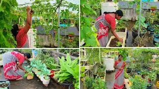 ఈ రోజు టెర్రస్ గార్డెన్ లో చేసిన కొన్ని పనులు |Terrace Garden Updates In Telugu