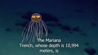 Crossota#jellyfish