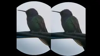 BEIJA-FLOR